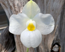 Paphiopedilum Magic Lantern