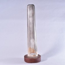 Petrified Wood Specimen