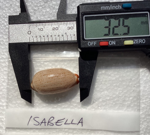 Cypraea isabella very - cypraea, nice