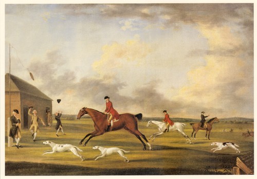 Greyhound coursing horse - greyhound, dog