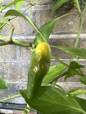 Yellow Caterpillar Chilli x 2