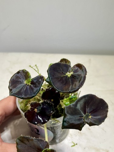 Begonia black mambo - begonia,