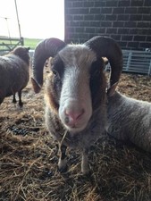 NATURAL 100% SHEEP WOOL -