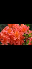 Fabulous Orange Azalea