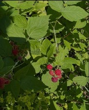 10x Wild Rasberry Canes Bare