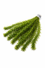 10 x Elodea Densa Oxygenating