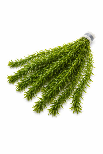 Elodea densa oxygenating - elodea,