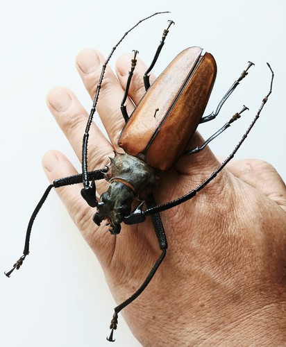 Callipogon armilatus imperious - callipogon,
