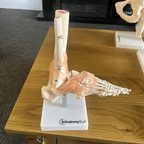 Anatomy stuff foot model - anatomy,