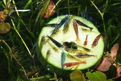 Culls neocaridina shrimp - 5+1,