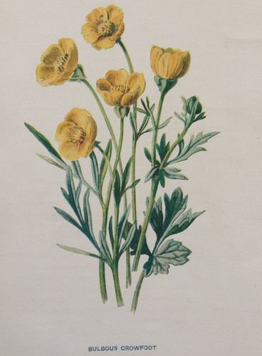 Antique print crowfoot - print,