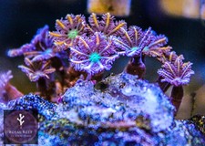 Fire Cracker Clove Polyp Soft Coral Frag - NOT SPS LPS (3+ heads)