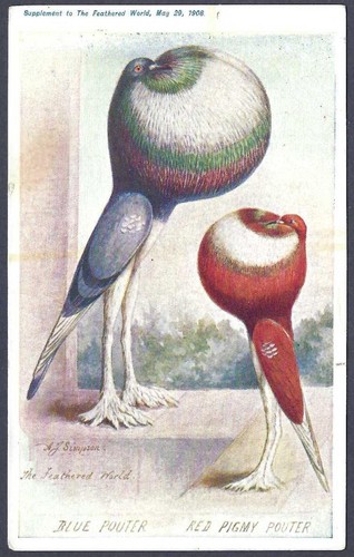 Pouter pigeons the feathered - pouter,