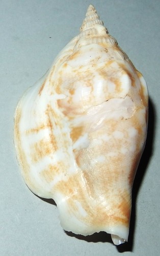 Dolomena dilatata - ,