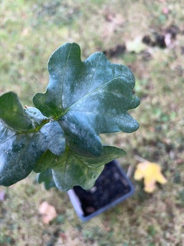 General pulaski oak sapling - pulaski,