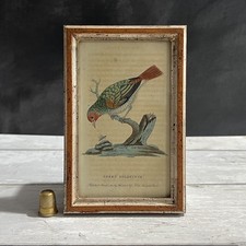 19th Century Miniature Garden Bird Engraving Green Goldfinch Harrison & Co