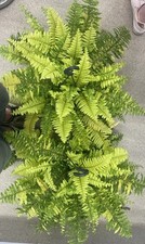 large Variegated Boston Fern (Nephrolepsis Ex Tiger) division 