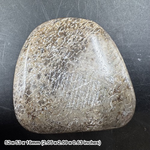 Atlasaurus dinosaur bone slice