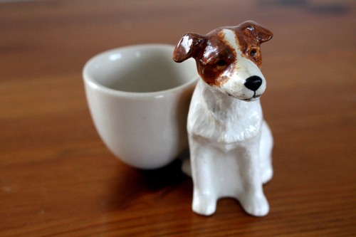 Quil jack russell terrier - quil,