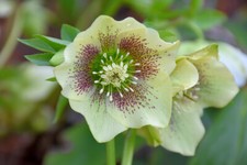 helleborus Hellebore