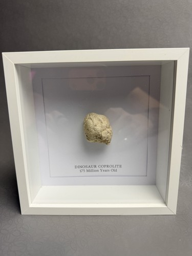 Real dinosaur coprolite - real,
