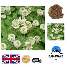 Fast-Growing White Clover Seeds - 3000 Seeds for Fertile Lawns and Pastures