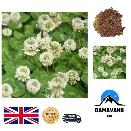 Fast growing white clover - fast-growing,