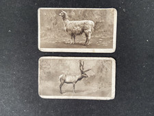 HILLS SUNRIPE , Zoological Series