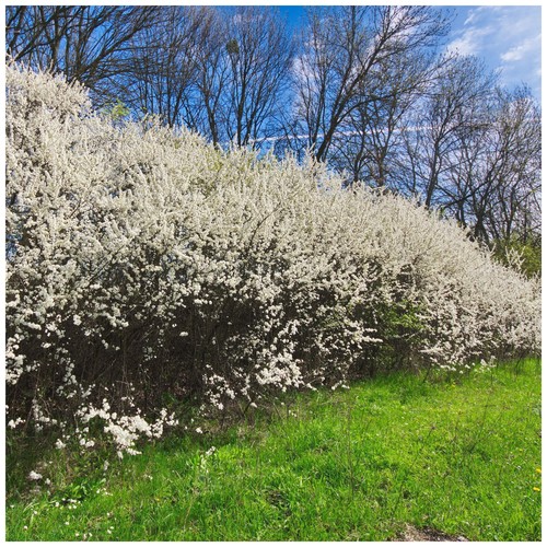 Blackthorn hedging plants - 3,