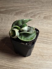 Hoya Carnosa Compacta Outer