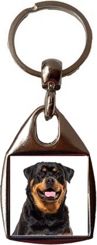 Rottweiler dog pet - rottweiler,