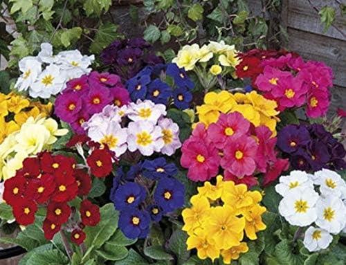 Polyanthus stella mixed - polyanthus, mixed'