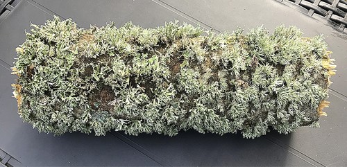 Large lichen sycamore - sycamore,