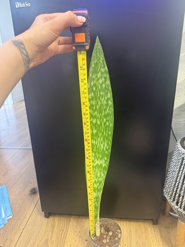 Very rare variegated snake - very,