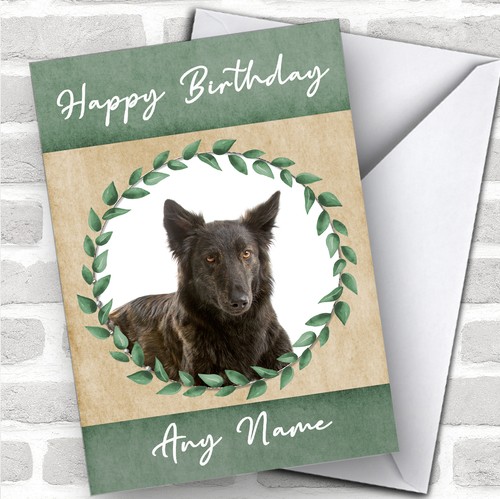Dutch shepherd dog - shepherd, green