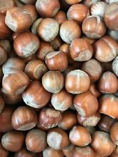 Hazelnuts In Shells 3Kg Natural Food Birds Squirrels - Premium Wild Bird Treats