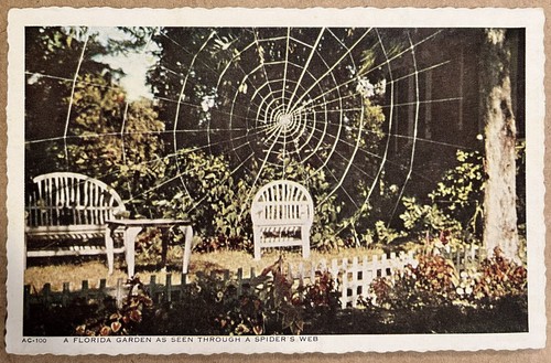 Florida huge spider web - florida, in