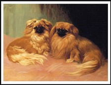 PEKINGESE DOGS LOVELY DOG ART