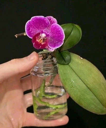Mini phalaenopsis pink in - pink,,