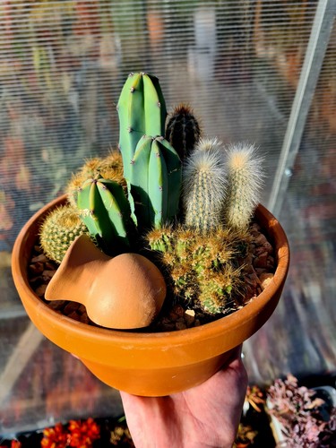 Mix cactus plant arrangement - mix,