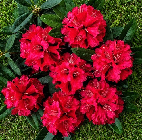 Rhododendron arboreum seeds - arboreum,