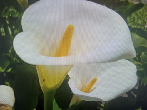Fresh calla arum lily - arum,