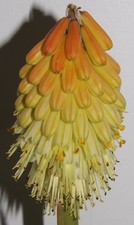 Red Hot Poker, Torch Lily