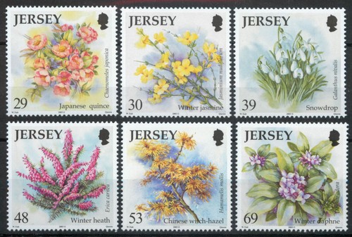 Jersey 2003 winter flowers - jersey,