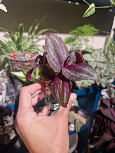 Tradescantia evanesce - tradescantia, 💜evanesce💜