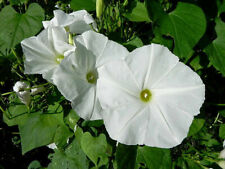 Morning Glory Pearly Gates Seeds, Ipomoea, Flower, 180 | 370 | 900, UNTREATED