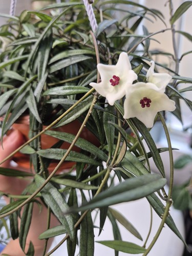 Hoya pauciflora small narrow - hoya,