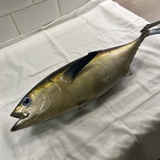 Antique genuine yellowfin - antique, tuna