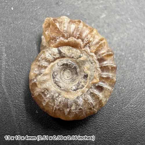 Charmouth promicroceras - charmouth,