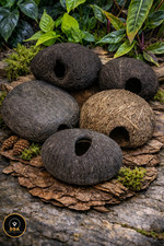 Borassus flabellifer
